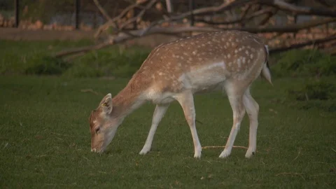 Fallow Doe Grazing 260319 Stock Footage 105292131