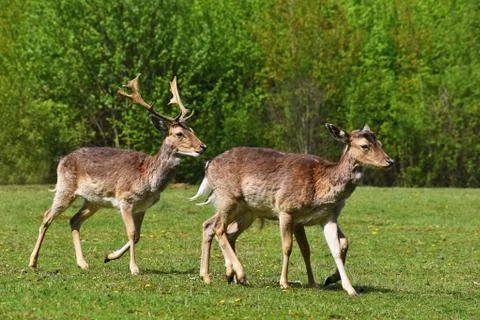 Fallow - fallow deer. (Dama dama ) Beautiful natural background with animals. Stock Photos