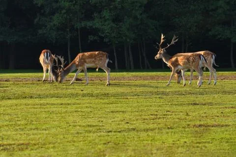 Fallow - fallow deer. (Dama dama ) Beautiful natural background with animals. Stock-Fotos