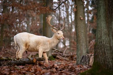 Fallow - fallow deer. (Dama dama ) Beautiful natural background with animals. Stock Photos