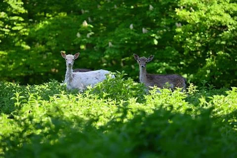 Fallow - fallow deer. (Dama dama ) Beautiful natural background with animal.. Stock Photos