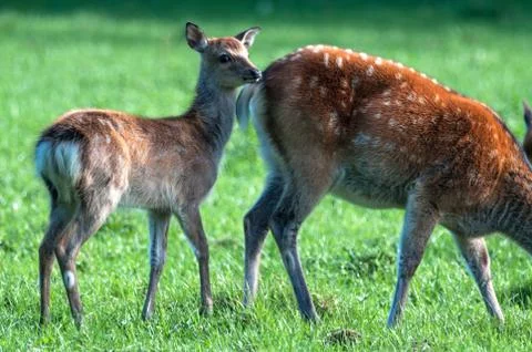 Fallow 스톡 사진