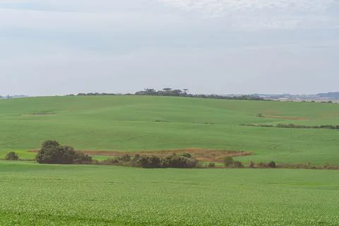 Fallow soybean production fields covered by forage Stock Photos