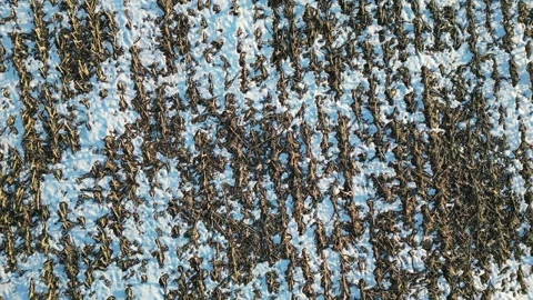 Fallow winter field Stock Footage 296425624