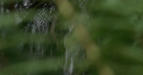 Falls In Background With Lush Vegetation, 8K Stock Footage 332204519