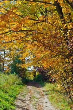 Fall's colorful trees Stock Photos