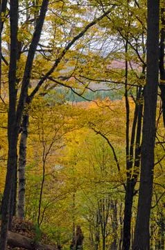 Fall's colorful trees Stock Photos