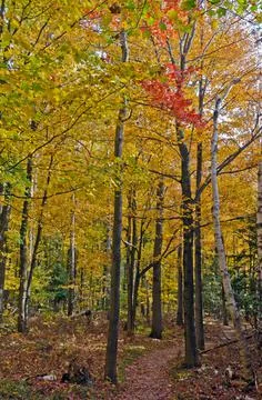Fall's colorful trees Stock Photos