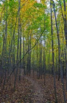 Fall's colorful trees Stock Photos