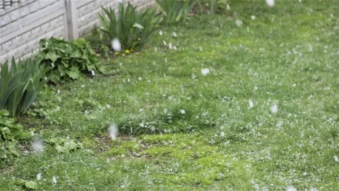 Falls on the first snow on the grass Stock Footage 82624266