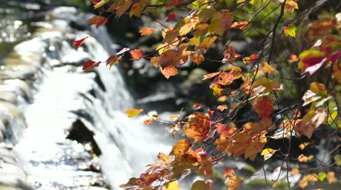 Falls foliage Stock Footage 34451829