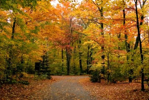 Fall's forest Stock Photos