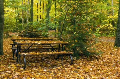 Fall's forest Stock Photos