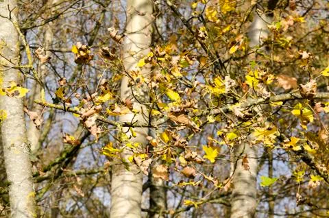 Falls leafs Stock Photos