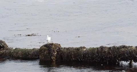 Falls of Lora Stock Footage 119532852