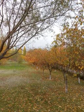 A falltime landscape Stock Photos