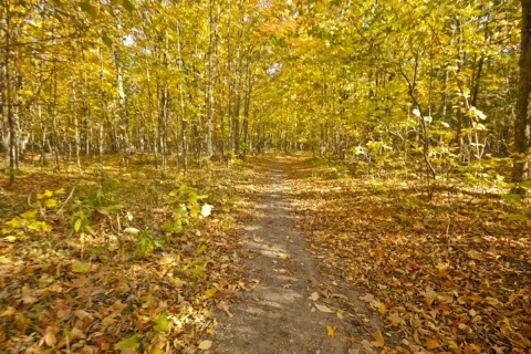  fallTrail01 dv Stock Footage 278526