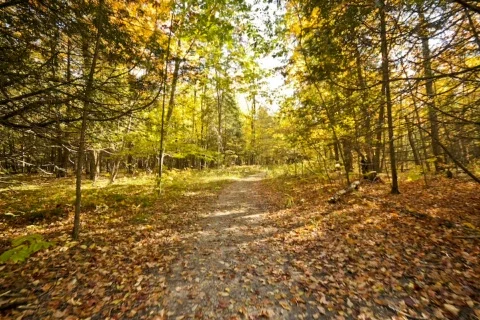  fallTrail02 dv Stock Footage 278531