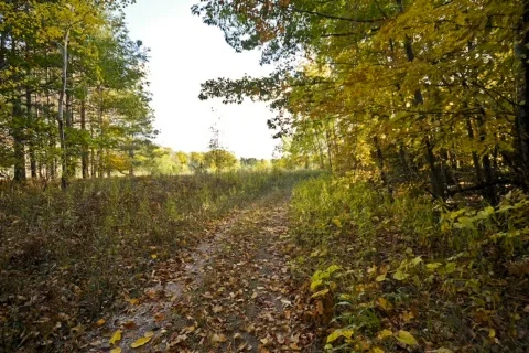  fallTrail03 dv Stock Footage 278535