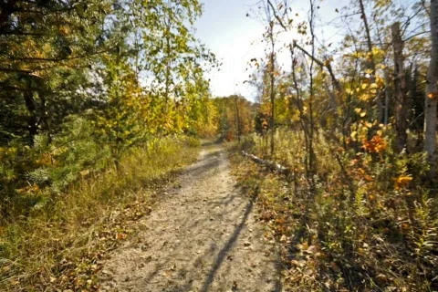  fallTrail04 dv Stock Footage 278538