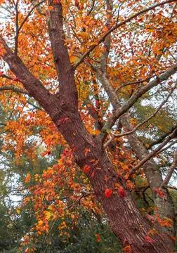 Falltree 写真素材