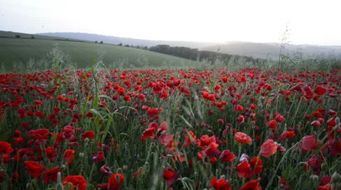 Falmer010713 0128 Stock Footage 25854925