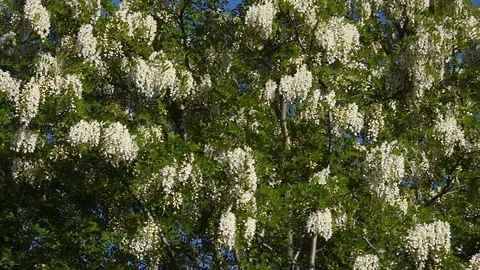 False acacia Stock Footage 75344829