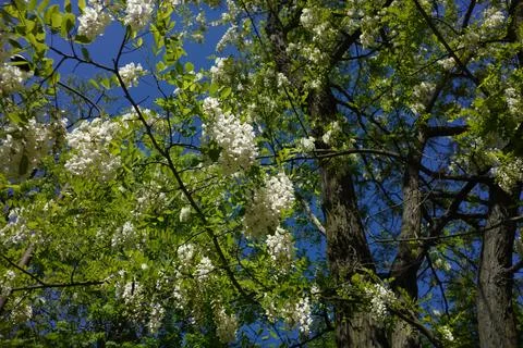 False acacia 库存照片