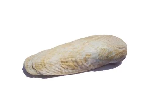 False angel wing Stock Photos