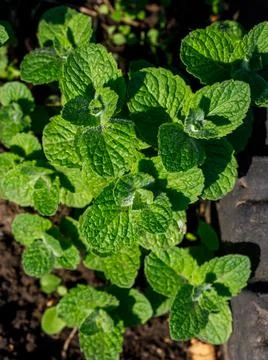 False Apple or Bigleaf Mint leaves background. Green mint leaves pattern layo Stock Photos