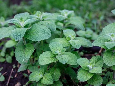 False Apple or Bigleaf Mint leaves background. Green mint leaves pattern layo Stock Photos