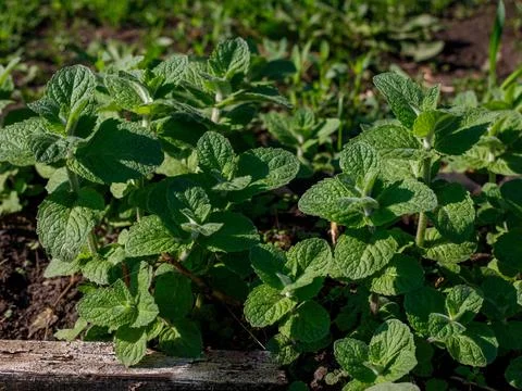 False Apple or Bigleaf Mint leaves background. Green mint leaves pattern layo Stock Photos