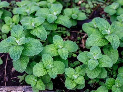 False Apple or Bigleaf Mint leaves background. Green mint leaves pattern layo Stock Photos