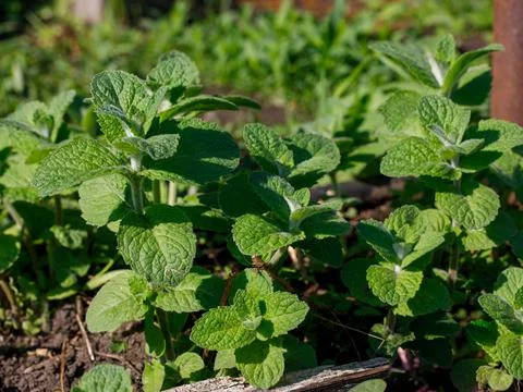 False Apple or Bigleaf Mint leaves background. Green mint leaves pattern layo Stock Photos