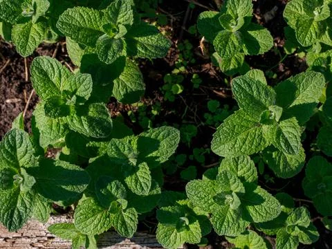 False Apple or Bigleaf Mint leaves background. Green mint leaves pattern layo Foto stock