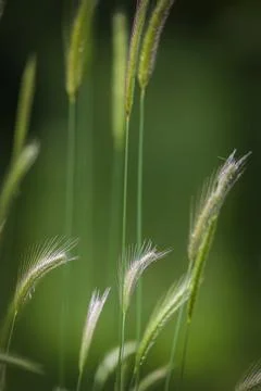 False barley on a field in the forest in spring. Hordeum murinum Stock Photos