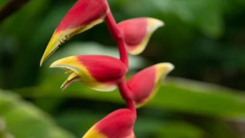 False bird of paradise Stock Photos