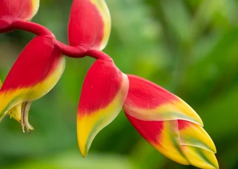 False bird of paradise Stock Photos