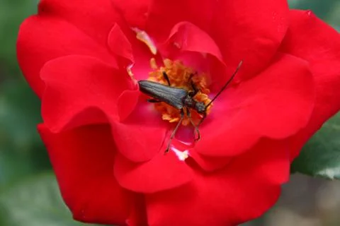 False blister beetle in a rose Stock Photos