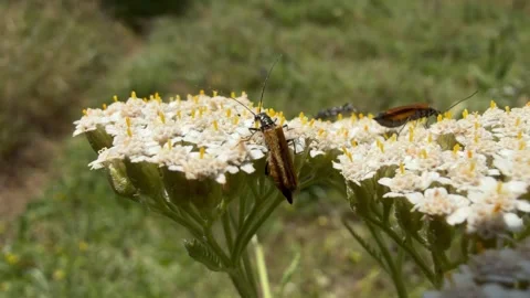 False Blister Beetles Feeding On Pollen Across Sunlit Yarrow Flowers Stock Footage 341681466