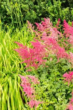 False bucks beard or Astilbe Japonica plant in Saint Gallen in Switzerland Stock Photos