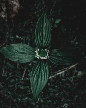 False Buttonweed Stock Photos