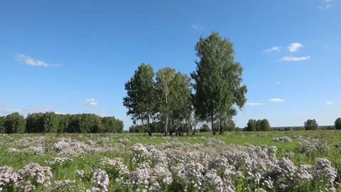 False Chamomile on a sunny summer day in the south of western Siberia Stock Footage 250840168
