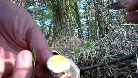 False champignon, mushrooms 스톡 동영상 139126883
