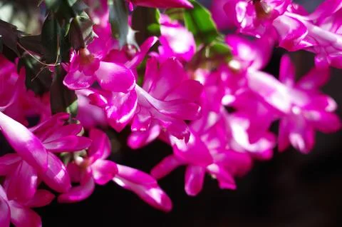 False Christmas Cactus 库存照片