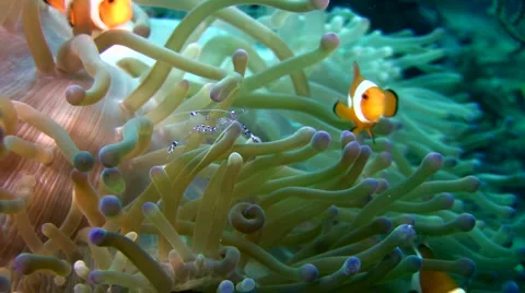 False clown anemonefish or nemo (Amphiprion ocellaris) with cleaner shrimp Video stock 6842309