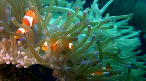 False clown anemonefish or nemo (Amphiprion ocellaris) with cleaner shrimp 2. Stock Footage 6842479