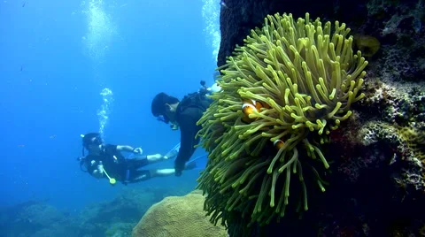 False clown anemonefish or nemo (Amphiprion ocellaris) with diver Video stock 6842637