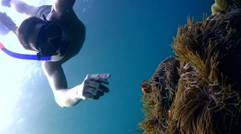 False clown anemonefish or nemo (Amphiprion ocellaris) with snorkeler Stock Footage 6842767