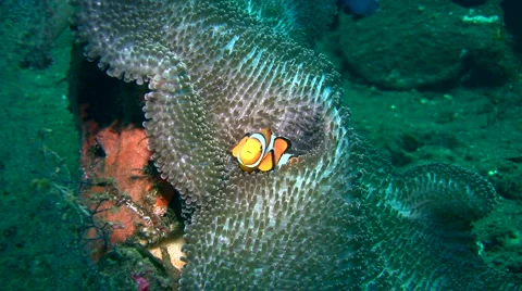 False clown anemonefish or nemo (Amphiprion ocellaris) Stock Footage 6843044